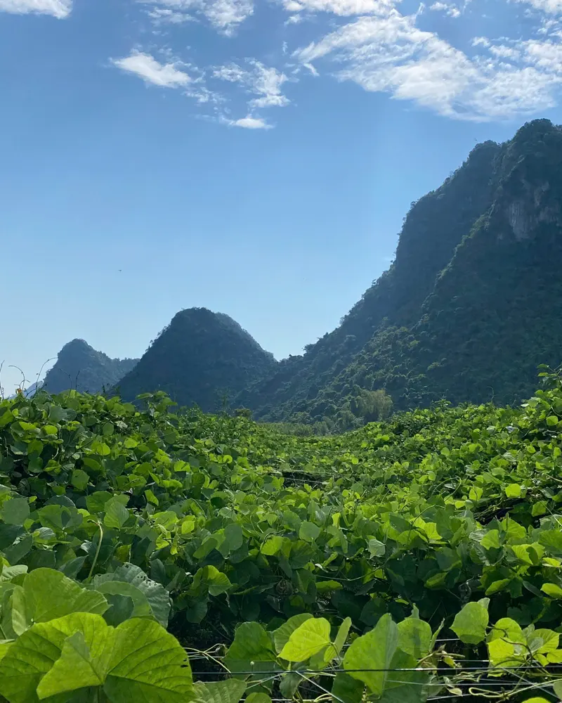 Nương sắn dây xanh dưới núi đá vôi